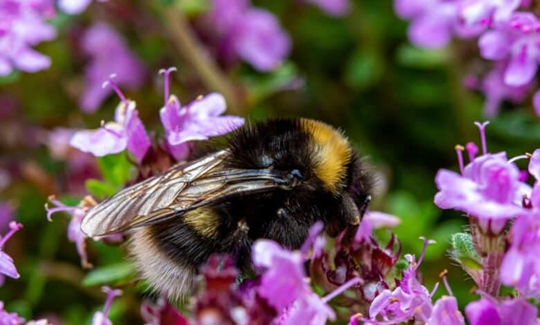 Connaissez-vous les particularités du bourdon ? Cet insecte qui butine, mais ne produit pas de miel.