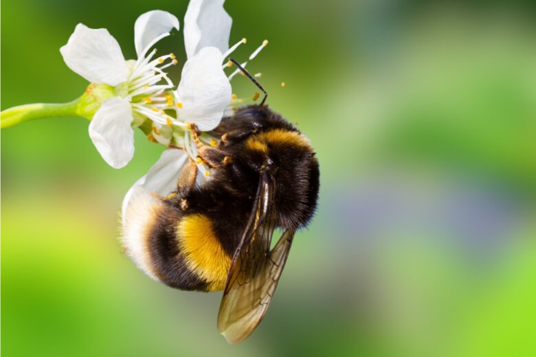 Un bourdon butine paisiblement une fleur.