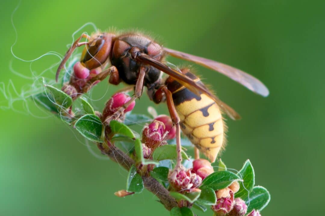 Des apiculteurs ont observé des frelons européens attaquer des abeilles, comme leurs congénères asiatiques.