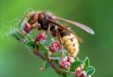 Des apiculteurs ont observé des frelons européens attaquer des abeilles, comme leurs congénères asiatiques.