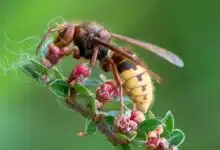 Des apiculteurs ont observé des frelons européens attaquer des abeilles, comme leurs congénères asiatiques.