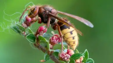 Des apiculteurs ont observé des frelons européens attaquer des abeilles, comme leurs congénères asiatiques.