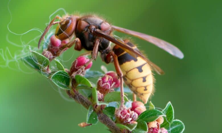 Des apiculteurs ont observé des frelons européens attaquer des abeilles, comme leurs congénères asiatiques.