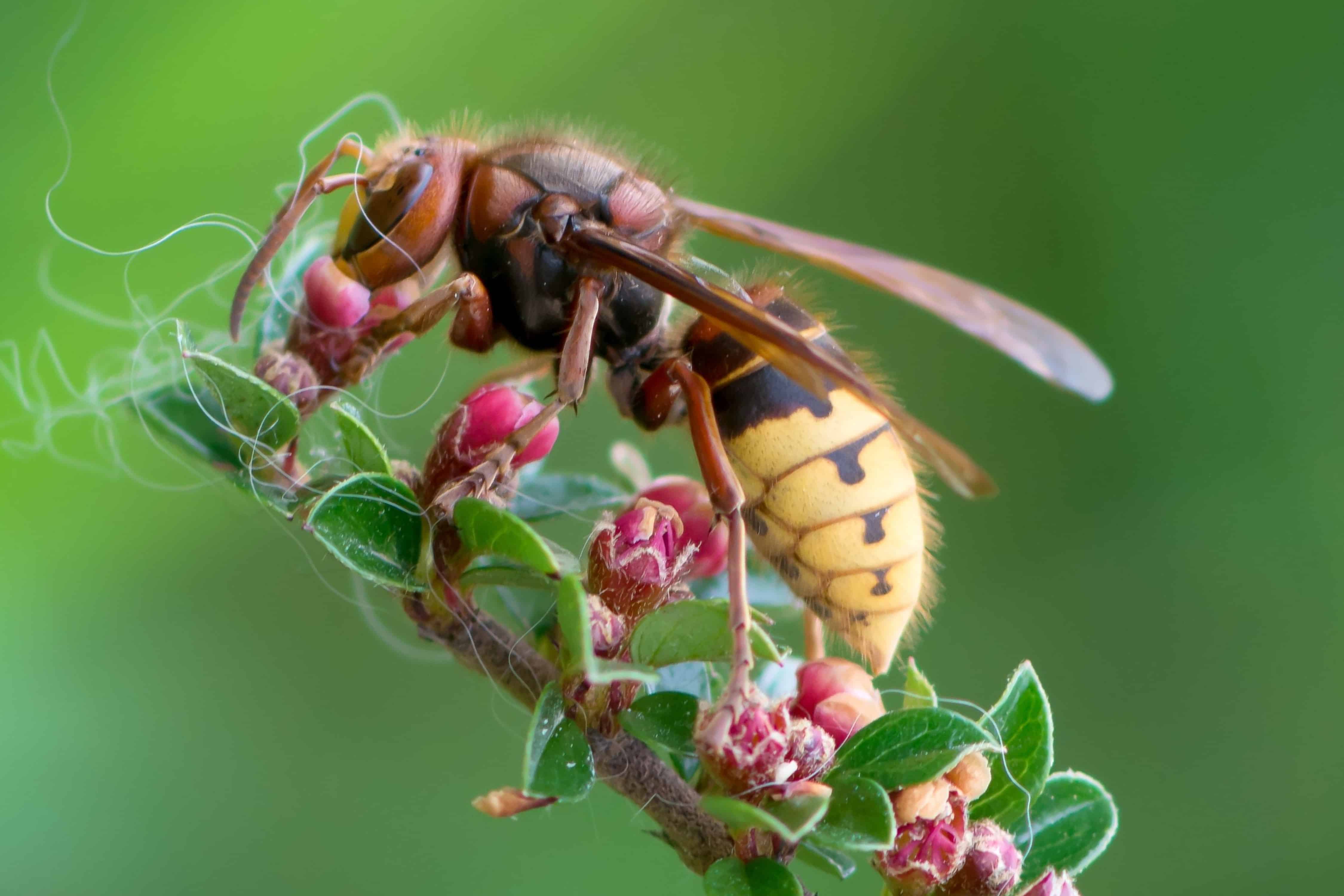 Des apiculteurs ont observé des frelons européens attaquer des abeilles, comme leurs congénères asiatiques.