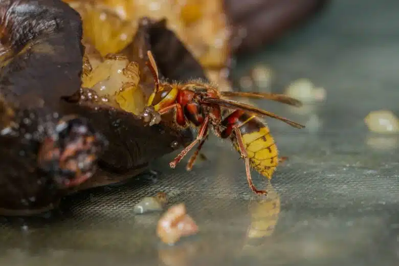 Les apiculteurs sont inquiets face à l'observation de frelons européens attaquants des abeilles.