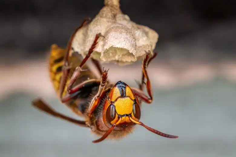 Le frelon européen ferait-il du mimétisme en attaquant les abeilles tels que les frelons asiatiques ?