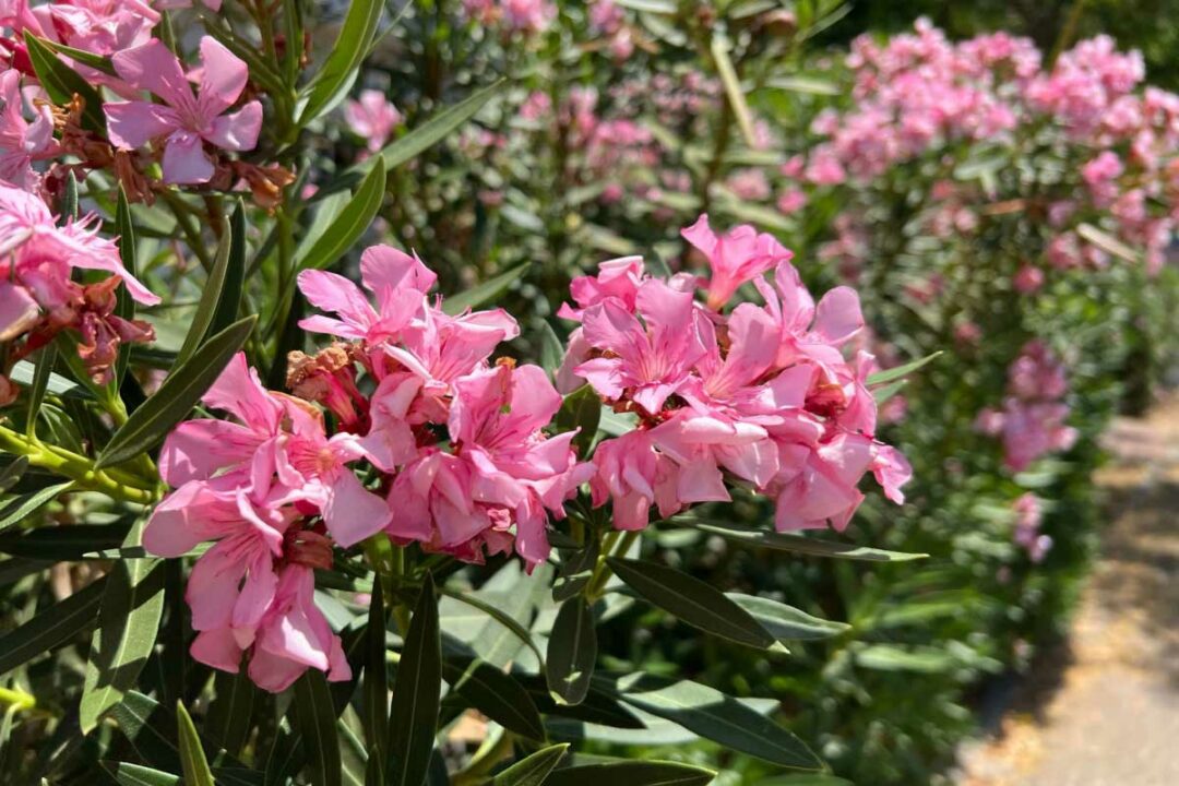 Sous son apparence de belle plante, le laurier rose est en fait très toxique et peut se révéler dangereux.