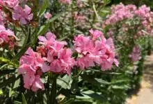 Sous son apparence de belle plante, le laurier rose est en fait très toxique et peut se révéler dangereux.
