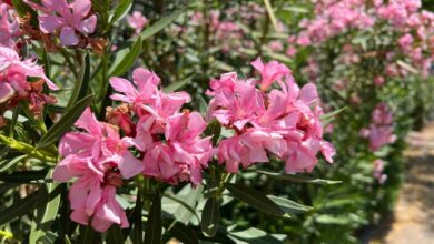Sous son apparence de belle plante, le laurier rose est en fait très toxique et peut se révéler dangereux.