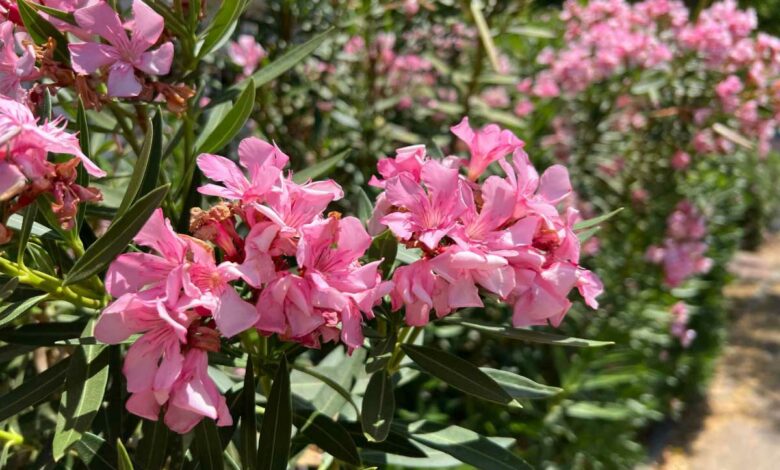 Sous son apparence de belle plante, le laurier rose est en fait très toxique et peut se révéler dangereux.