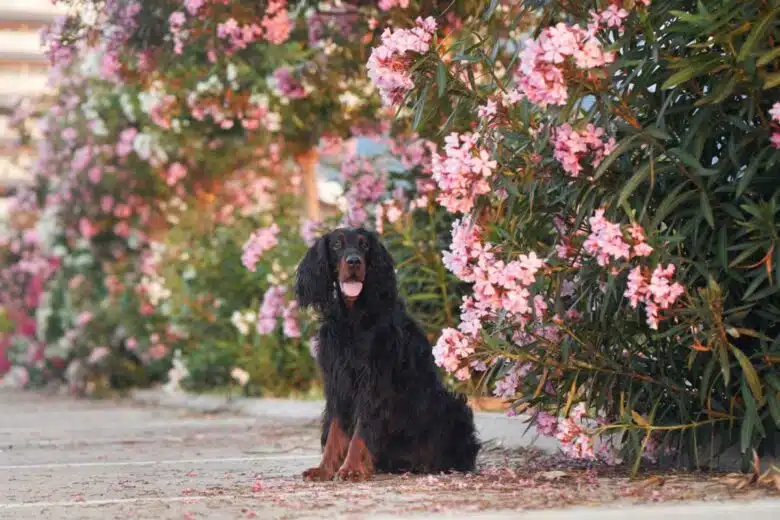 Le laurier rose peut être dangereux pour les enfants et les animaux, car c'est une plante très toxique.
