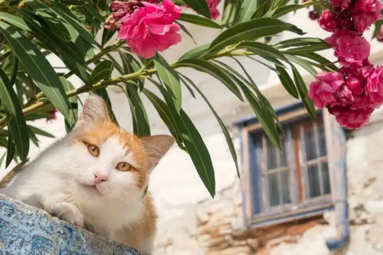Le laurier rose est une plante très toxique, ne laissez pas vos enfants ou vos animaux en ingérer.