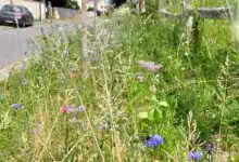 Depuis la loi Labbé, de nombreuses communes en France pratique la tonte raisonnée et n'utilisent plus de produits phytosanitaires.