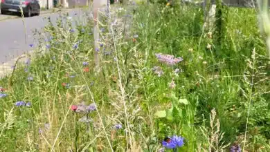 Depuis la loi Labbé, de nombreuses communes en France pratique la tonte raisonnée et n'utilisent plus de produits phytosanitaires.