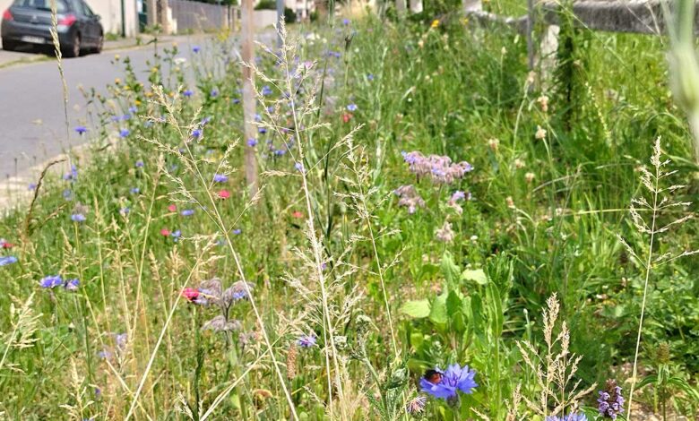 Depuis la loi Labbé, de nombreuses communes en France pratique la tonte raisonnée et n'utilisent plus de produits phytosanitaires.