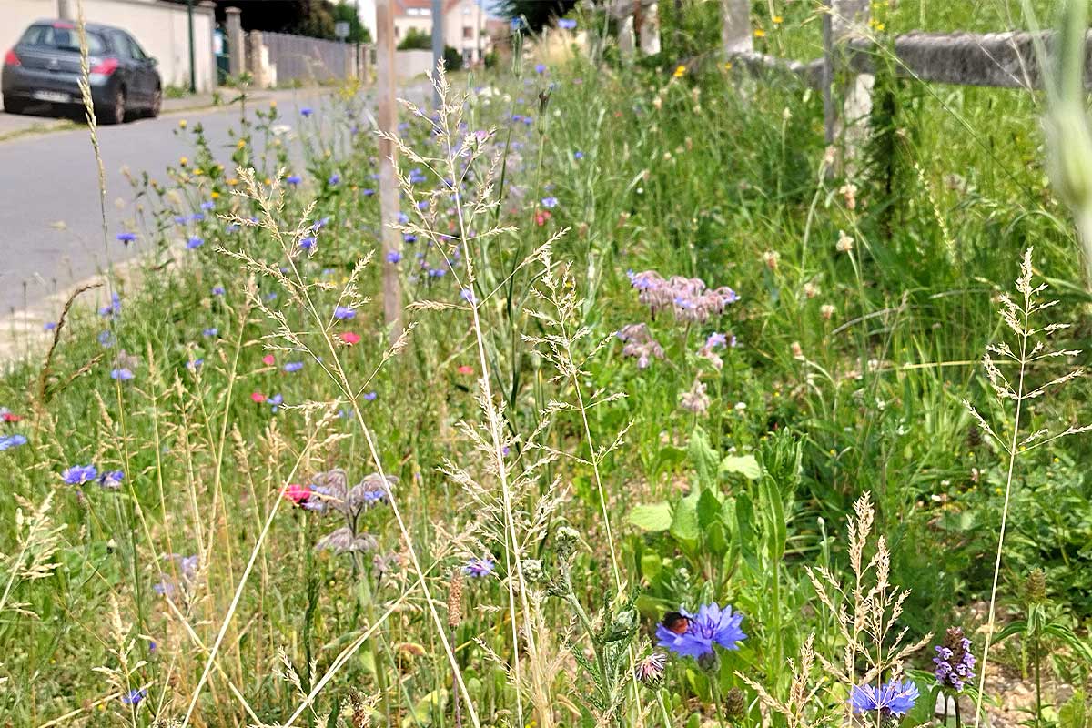 Depuis la loi Labbé, de nombreuses communes en France pratique la tonte raisonnée et n'utilisent plus de produits phytosanitaires.