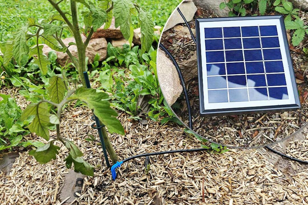 Le panneau solaire du kit d'arrosage et le goutte-à-goutte.