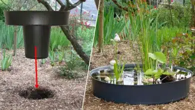 Une mangeoire en zinc repensée pour être transformée en bassin décoratif.