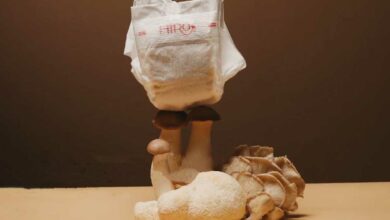 Hiro Technologies a inventé une couche biodégradable qui se transforme en terreau en 9 mois à l'aide de champignons.