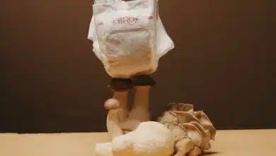 Hiro Technologies a inventé une couche biodégradable qui se transforme en terreau en 9 mois à l'aide de champignons.