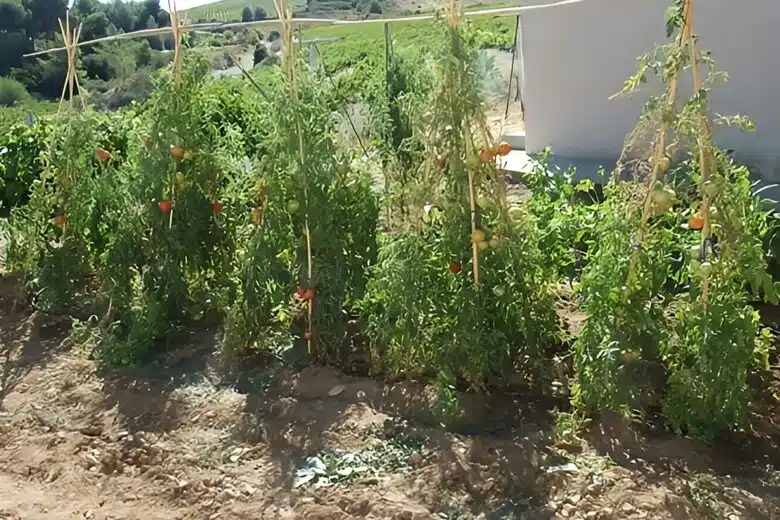 Invention n° 492 : des tuteurs pour tomates version grand vent