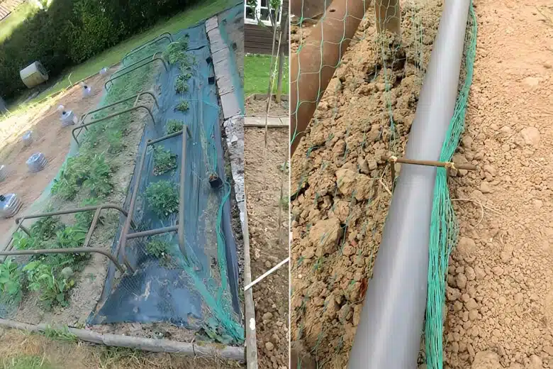 Invention n° 523 : fraises protégées, oiseaux désabusés