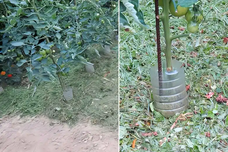 Invention n° 626 : le paillage malin avec recyclage intégré