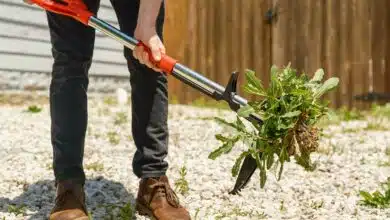 Un outil conçu pour éliminer facilement les mauvaises herbes avec un minimum d'effort.