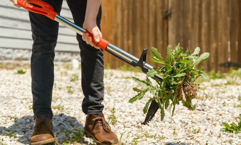 Un outil conçu pour éliminer facilement les mauvaises herbes avec un minimum d'effort.