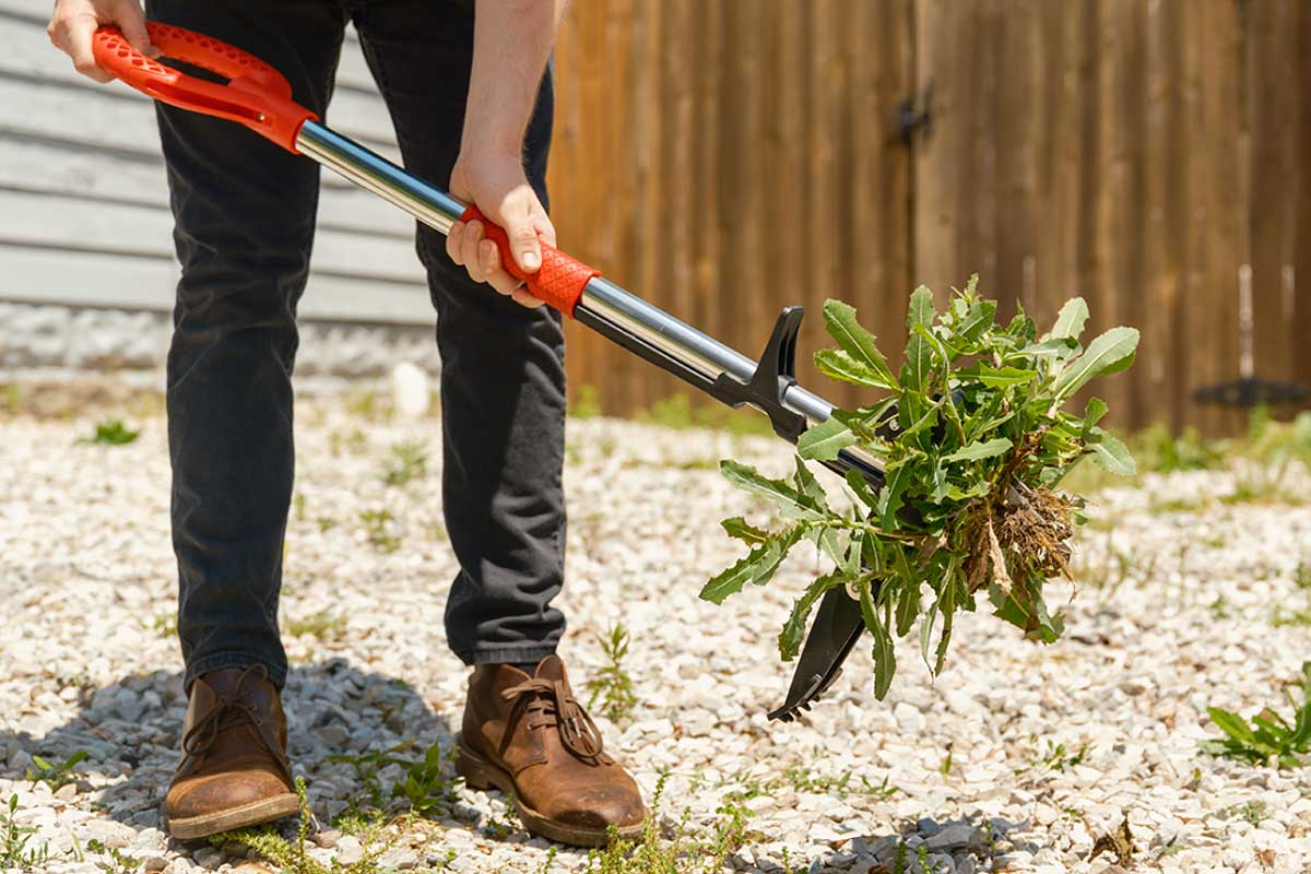 Un outil conçu pour éliminer facilement les mauvaises herbes avec un minimum d'effort.