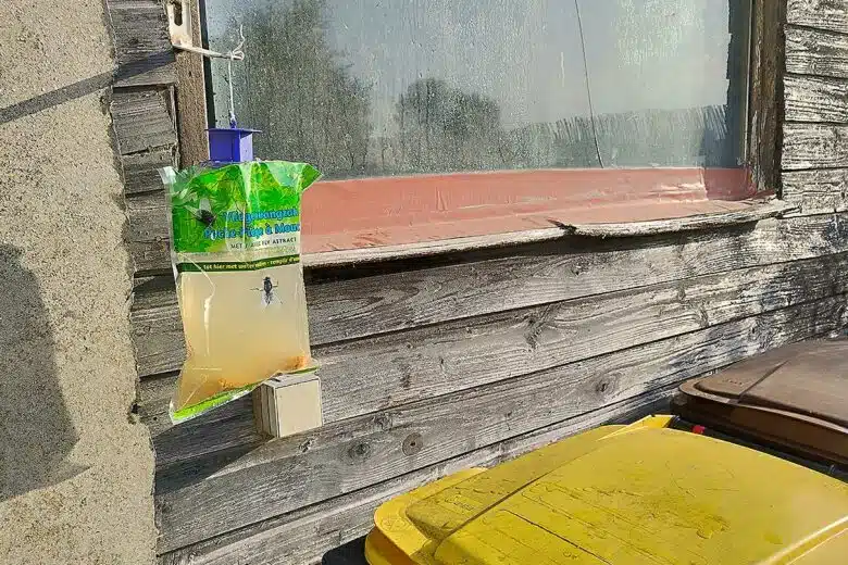 Installation d'un piège à mouches BSI au niveau des bacs à poubelles.