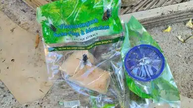 Le piège à mouches BSI et son biocide naturel sans danger pour les enfants et les animaux.
