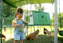 Une petite fille dans le poulailler.