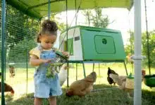 Une petite fille dans le poulailler.