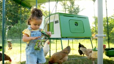 Une petite fille dans le poulailler.