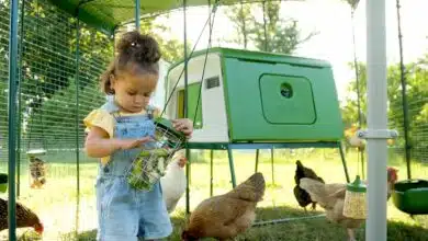 Une petite fille dans le poulailler.