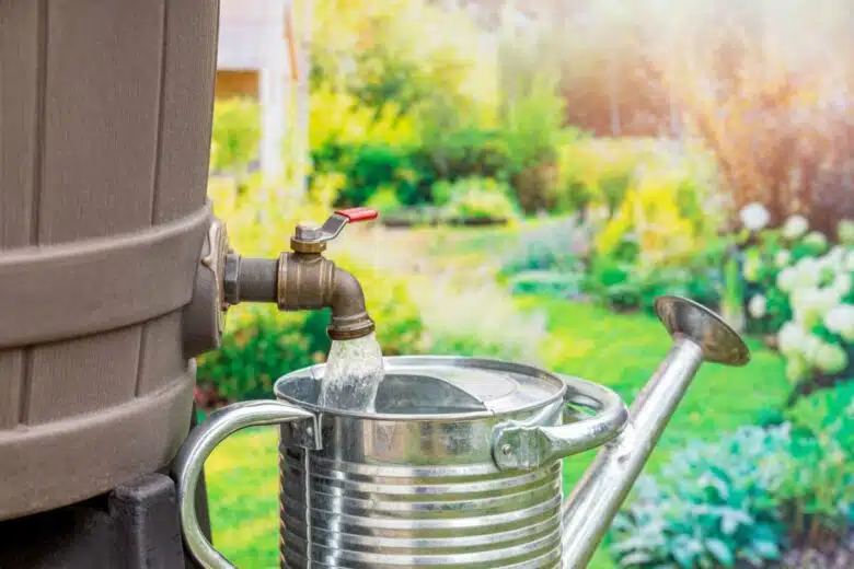 De l'eau de pluie du récupérateur versée dans un arrosoir pour le jardin.