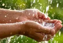 Des mains qui récupèrent de l'eau de pluie.