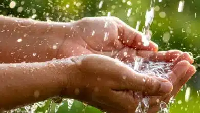 Des mains qui récupèrent de l'eau de pluie.