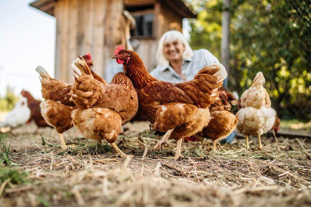 Une femme avec des poules devant un poulailler.