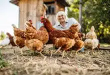 Une femme avec des poules devant un poulailler.