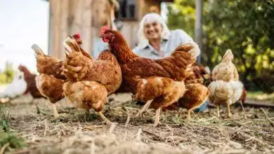 Une femme avec des poules devant un poulailler.