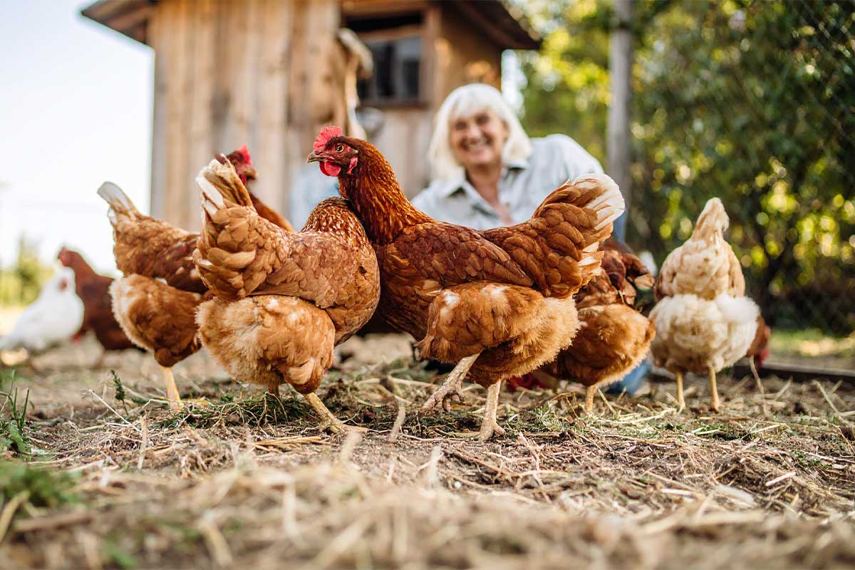 Une femme avec des poules devant un poulailler.