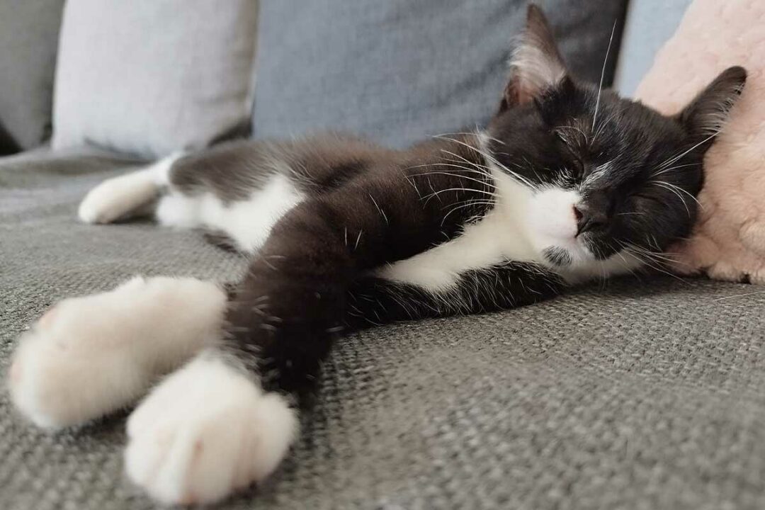 Un chat qui dort paisiblement.