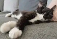 Un chat qui dort paisiblement.