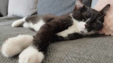 Un chat qui dort paisiblement.