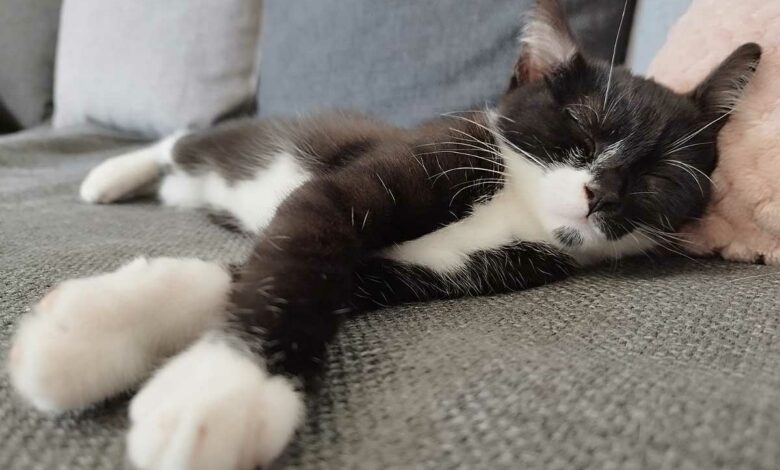 Un chat qui dort paisiblement.