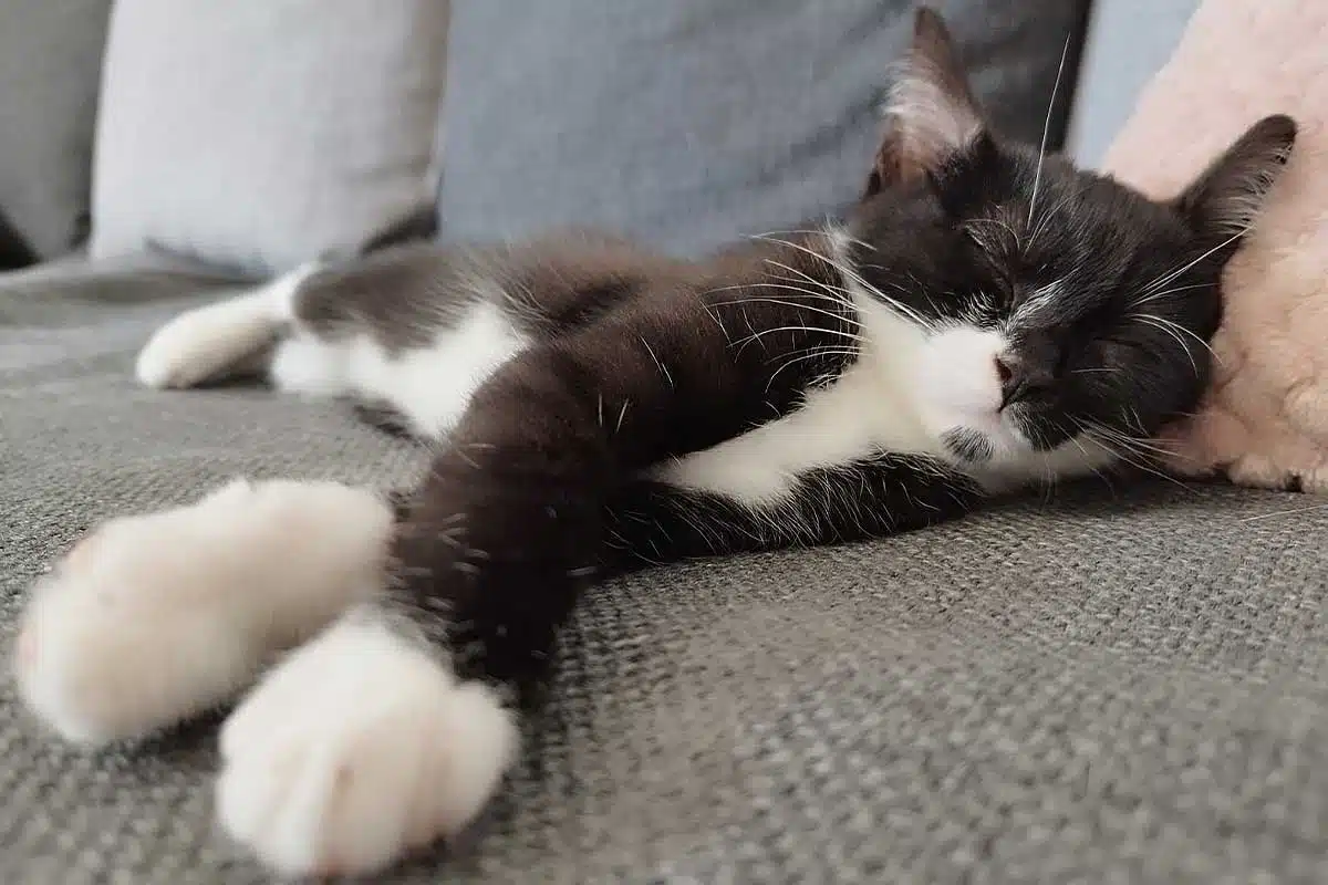 Un chat qui dort paisiblement.