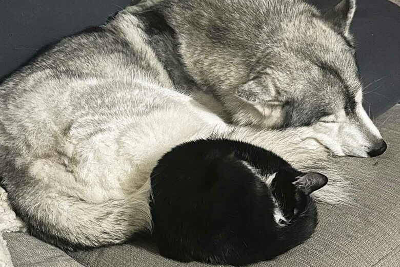 Un chat qui dort près d'un chien.