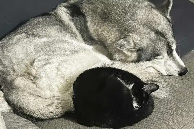 Un chat qui dort près d'un chien.
